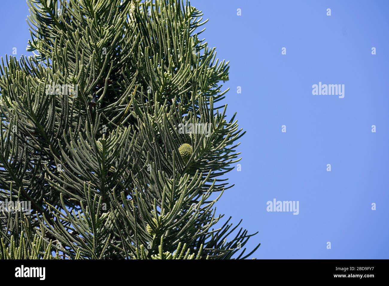 Norfolk Island Pine Tree Section Including A Seed Cone Against A Blue Sky Stock Photo Alamy