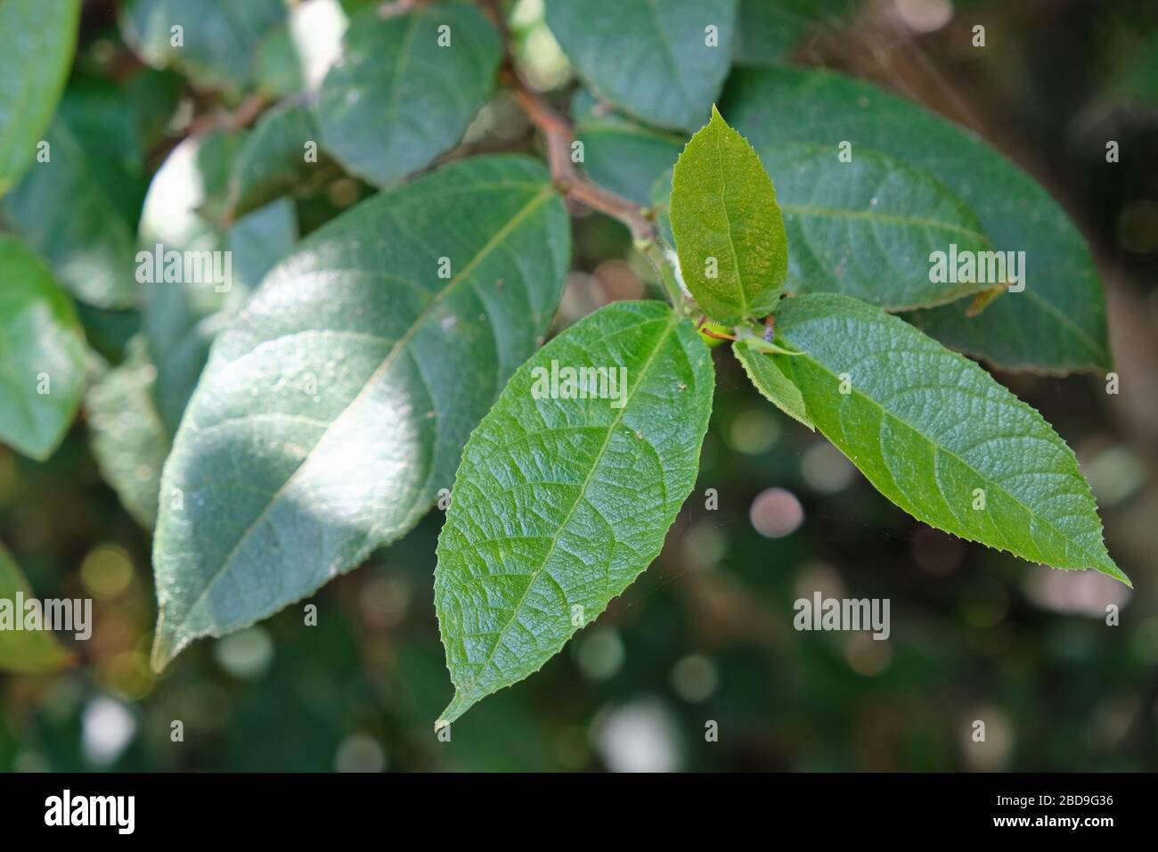 Ficus coronata leaves, an Australian native plant also known as Sandpaper Fig. Stock Photo