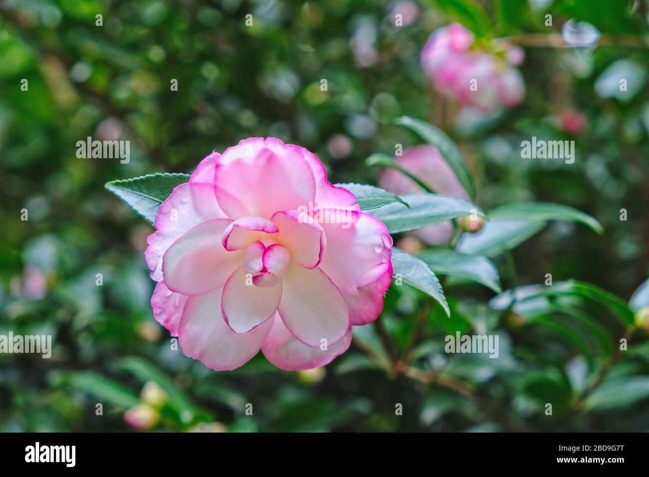 White and red Camellia flower surrounded by leaves and branches. Stock Photo