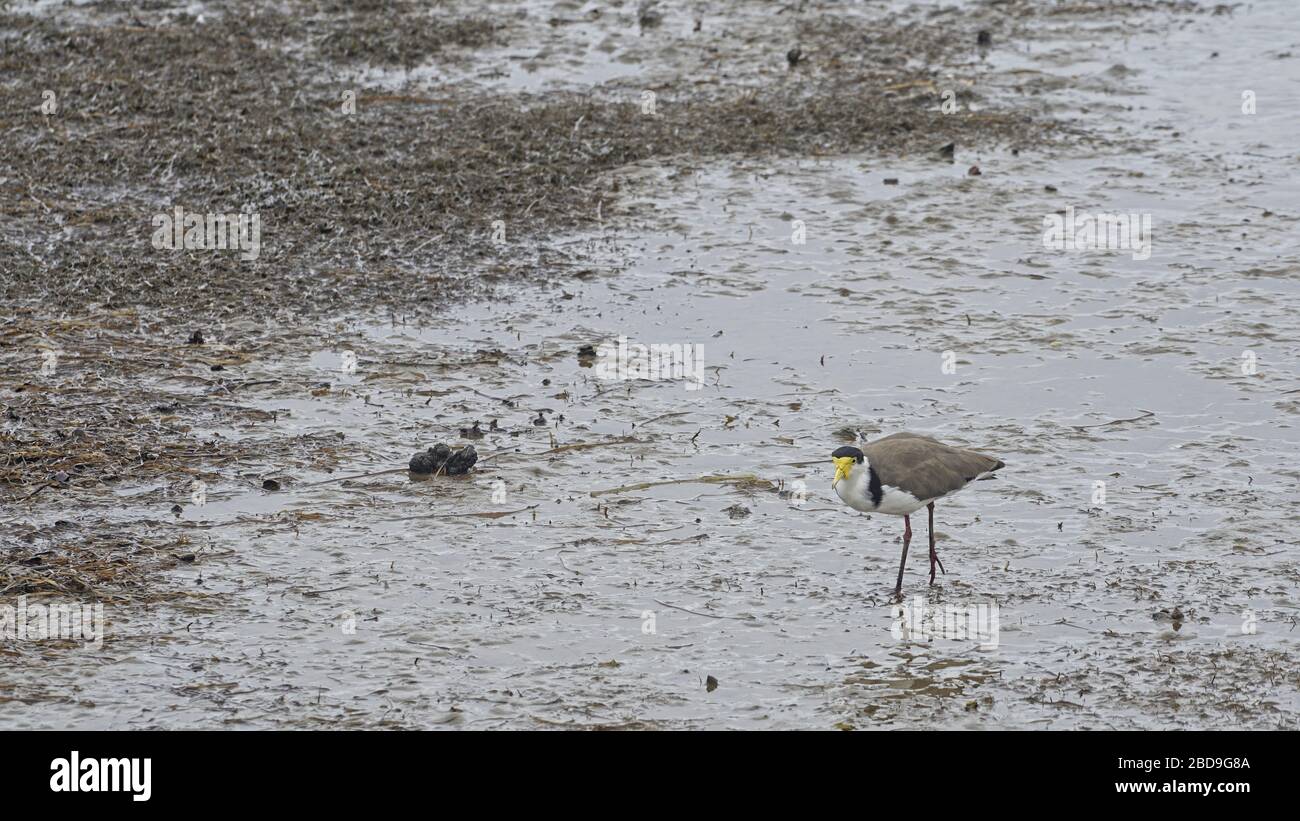 Masked Lapwing bird searching for food at low tide. Stock Photo