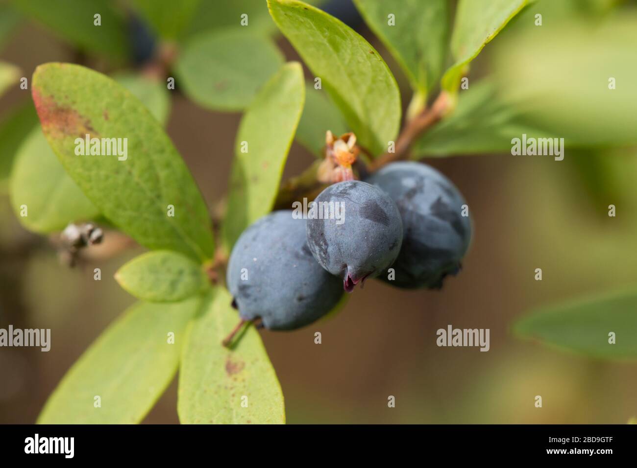 Idaho Huckleberries Stock Photo