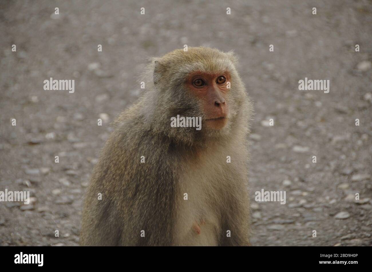 Formosan rock macaque Taiwan Stock Photo