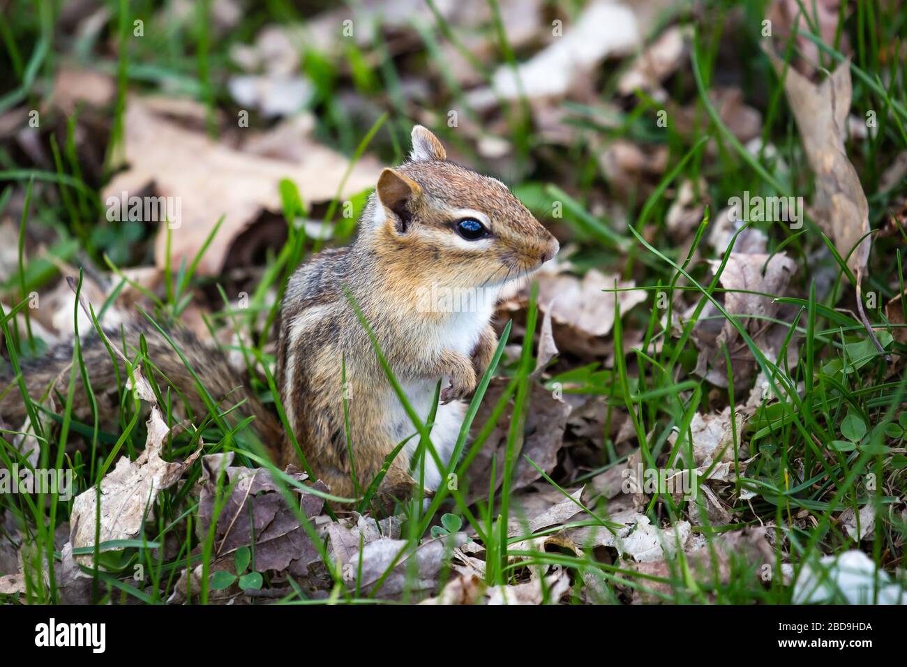 Tamias Spring Eastern Chipmunk (Tamias striatus) sitting up in a Wisconsin park ...