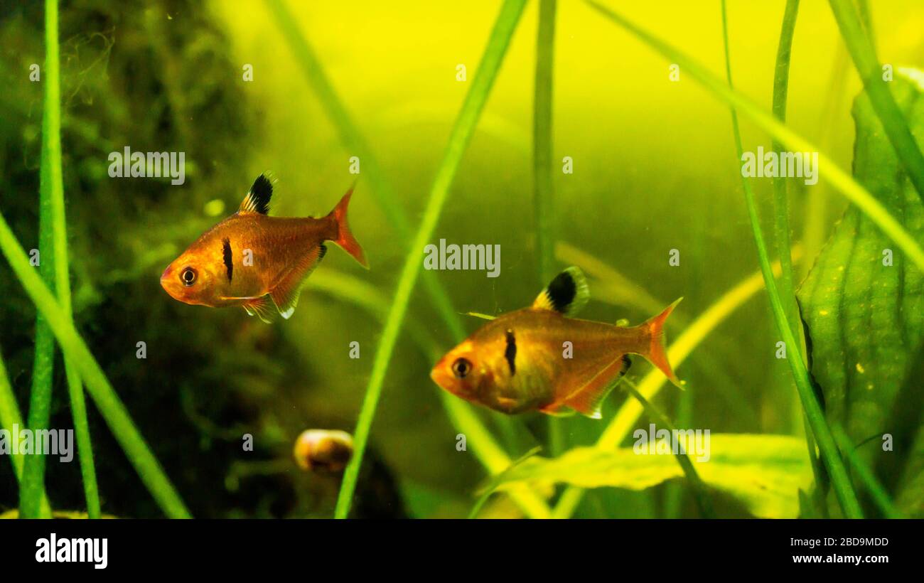 Red flame tetra fish in planted tank setting Stock Photo