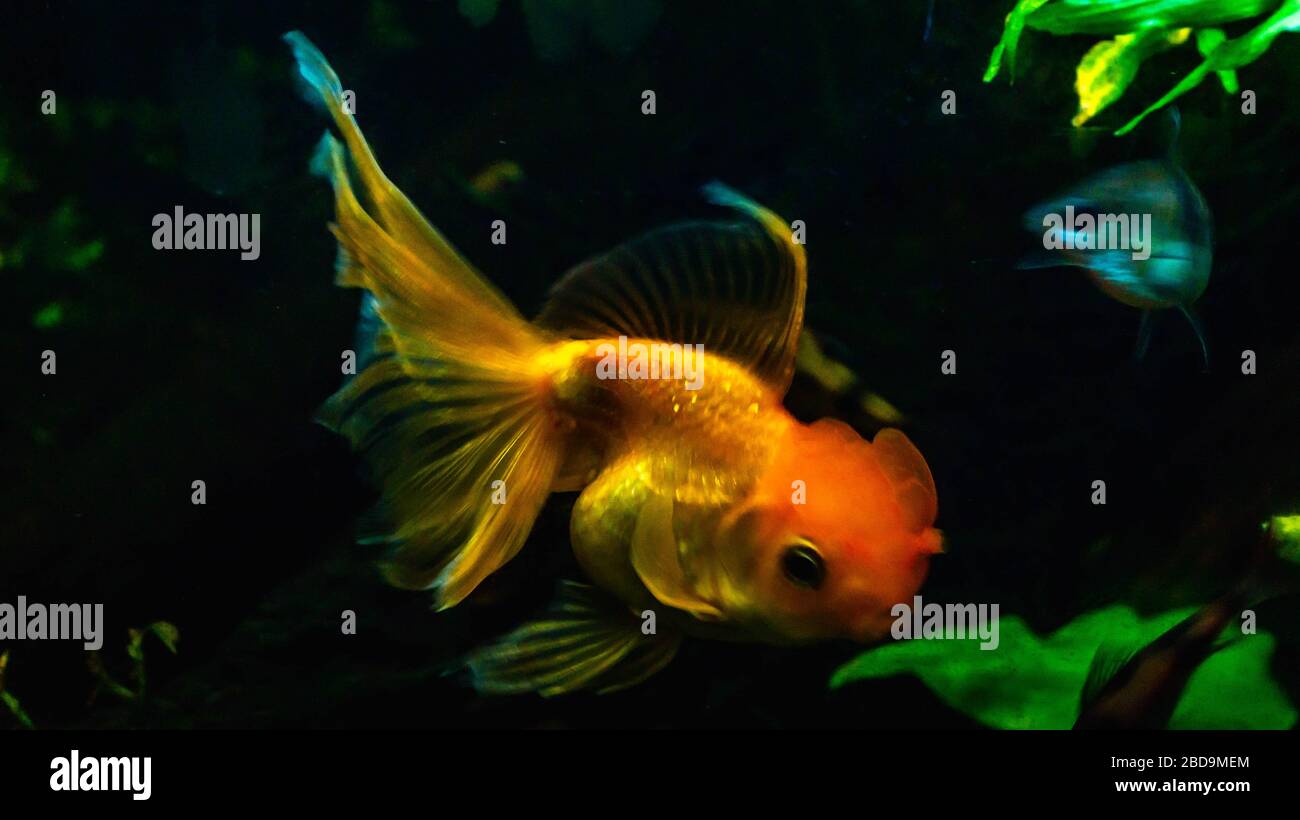 Beautiful goldfish in the aquarium setting Stock Photo