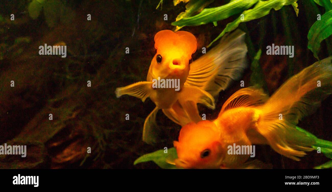 Beautiful goldfish in the aquarium setting Stock Photo