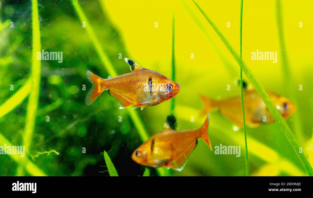 Red flame tetra fish in planted tank setting Stock Photo