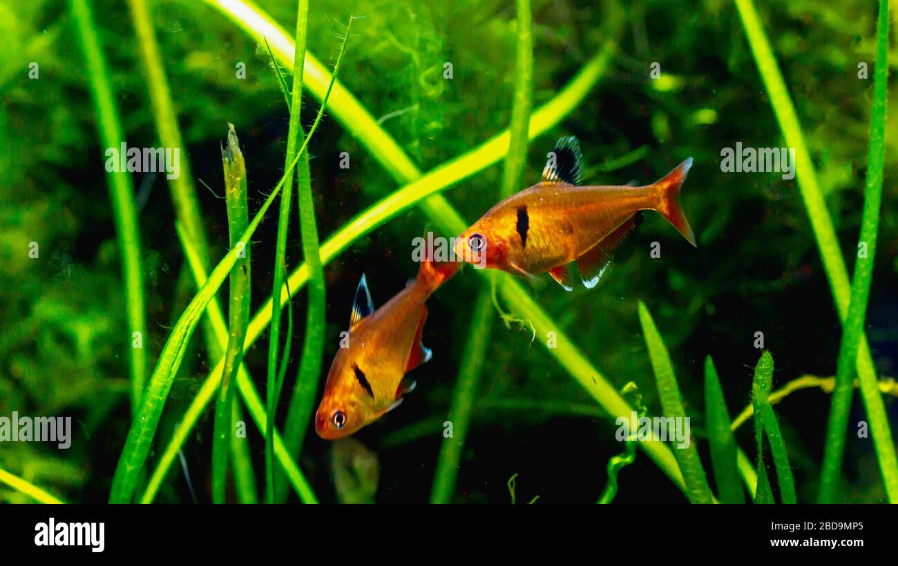 Red flame tetra fish in planted tank setting Stock Photo