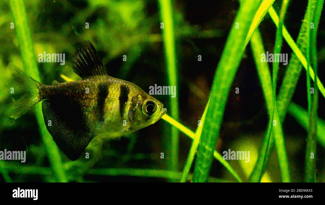 Black skirt tetra fish in planted tank setting Stock Photo