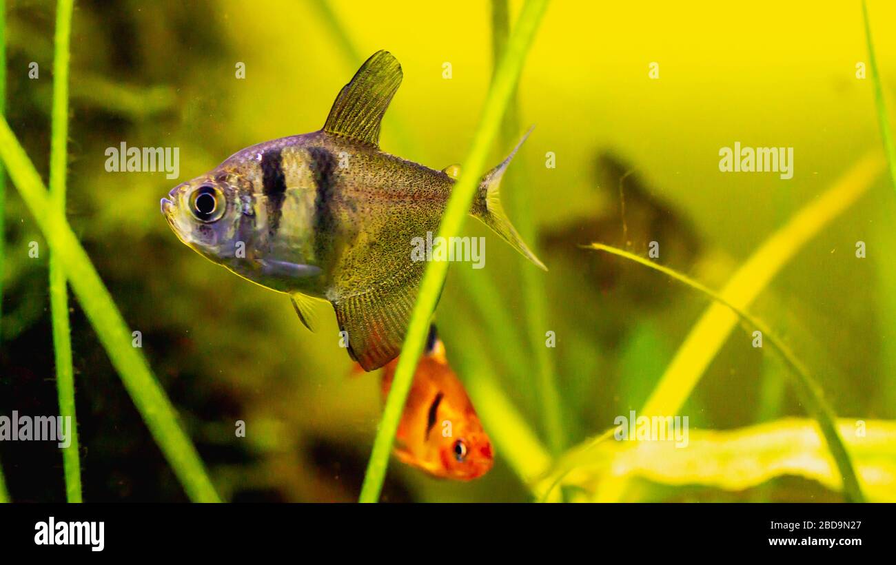 Black skirt tetra fish in planted tank setting Stock Photo