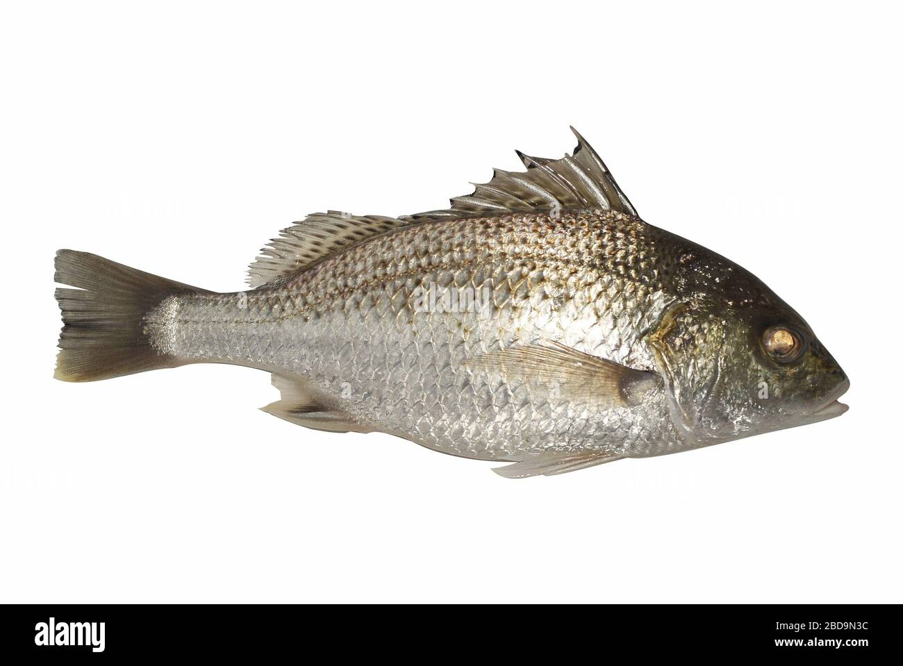 Fresh fish on the white background Stock Photo