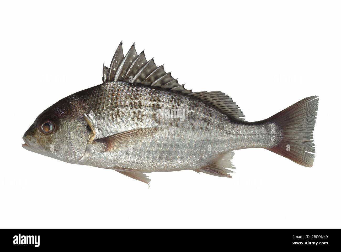 Fresh fish on the white background Stock Photo