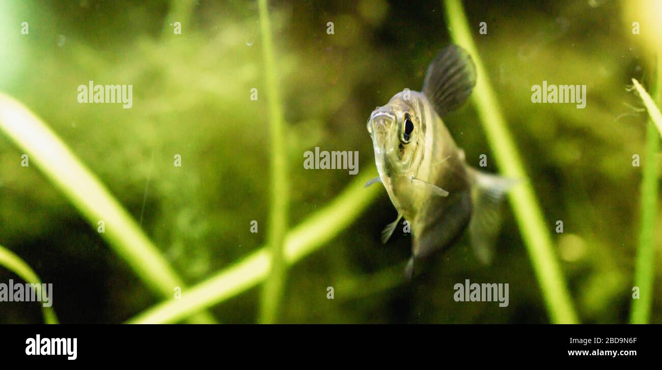 Black skirt tetra fish in planted tank setting Stock Photo - Alamy