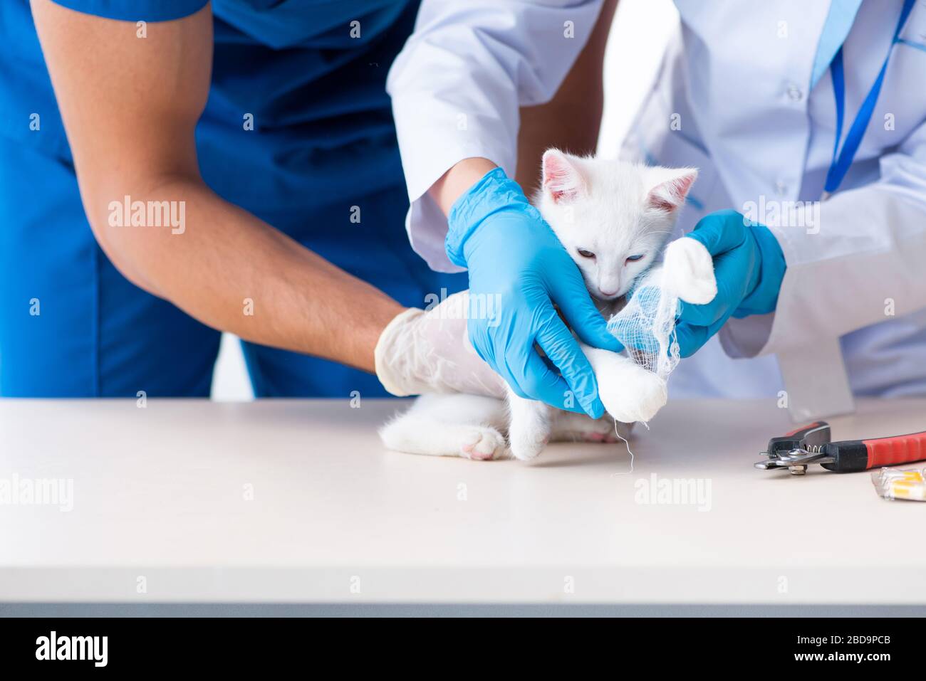 The two young vet doctors examining sick cat Stock Photo