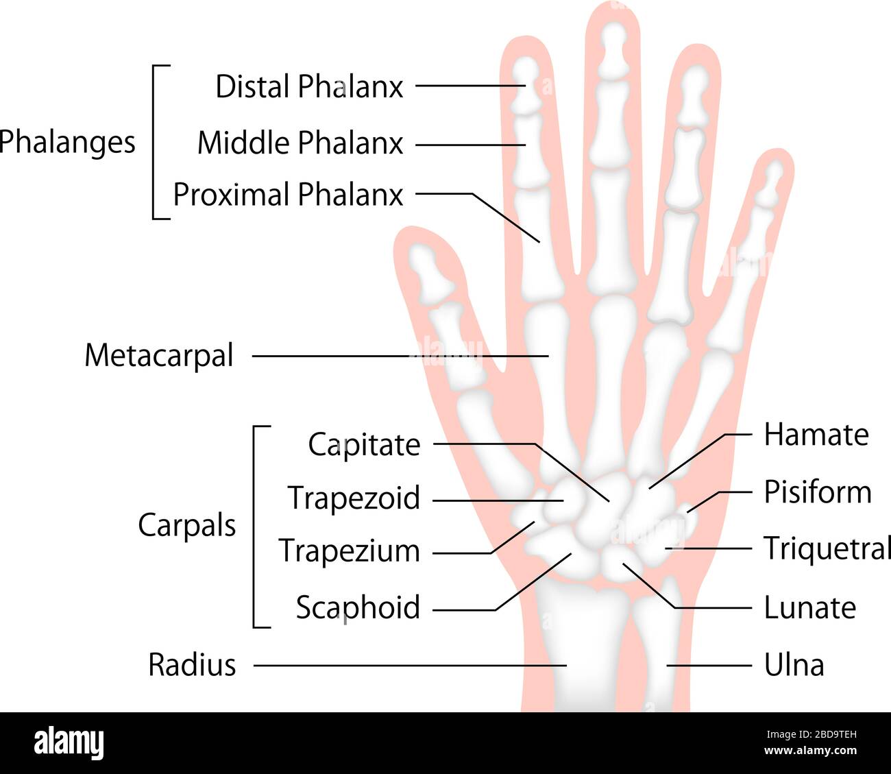 hand bone flat vector illustration (human anatomy) / English Stock Vector
