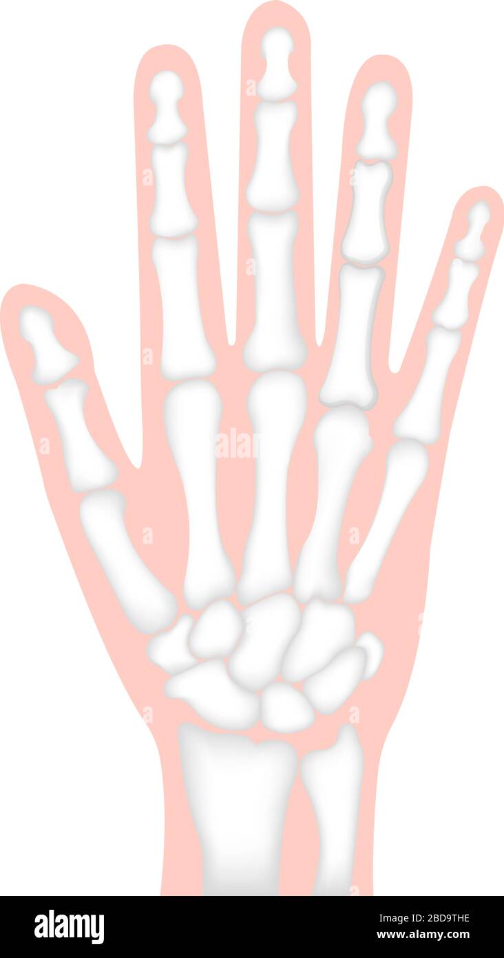 hand bone flat vector illustration (human anatomy) / No text Stock Vector
