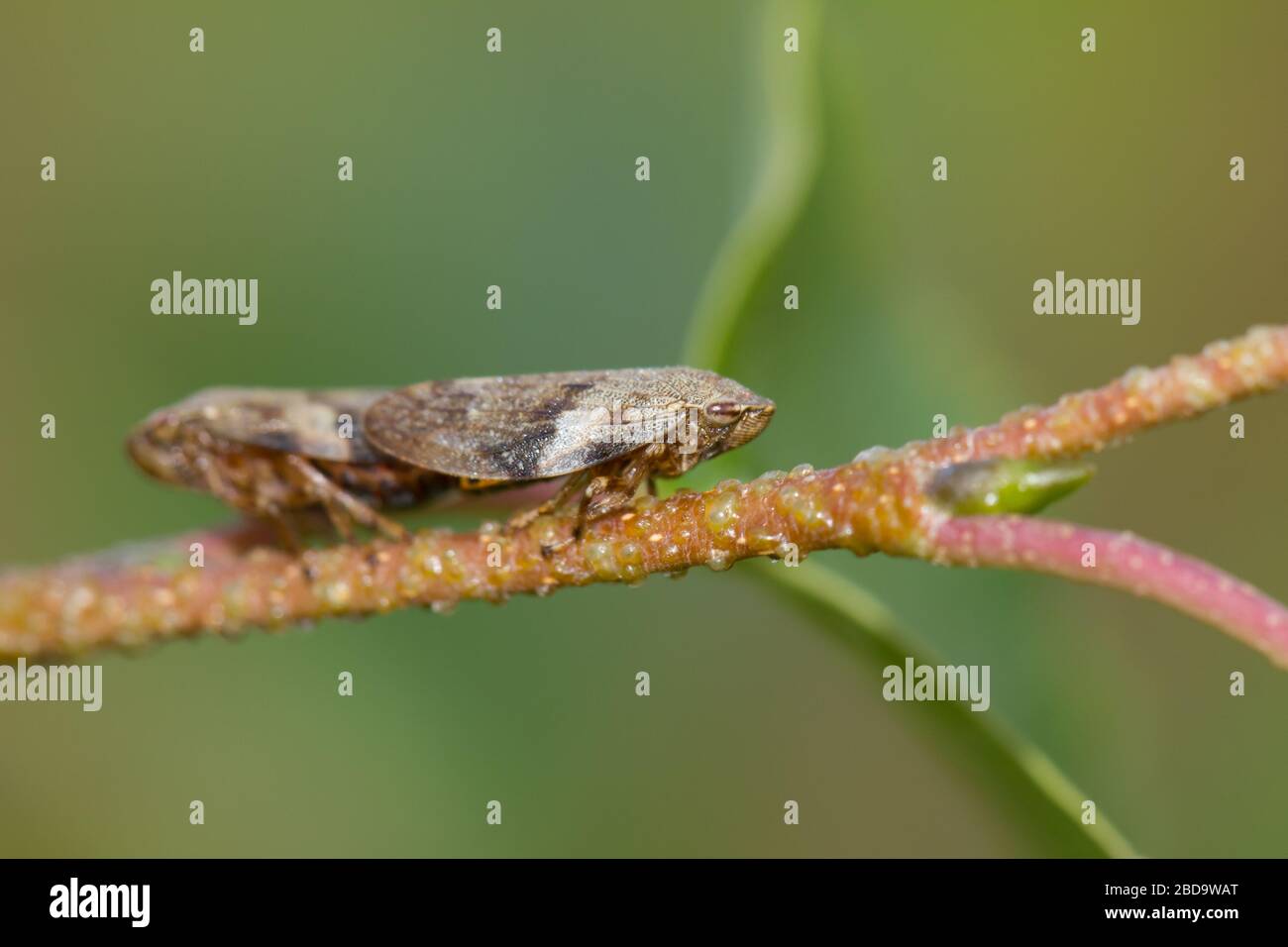 European alder spittle bug Stock Photo - Alamy