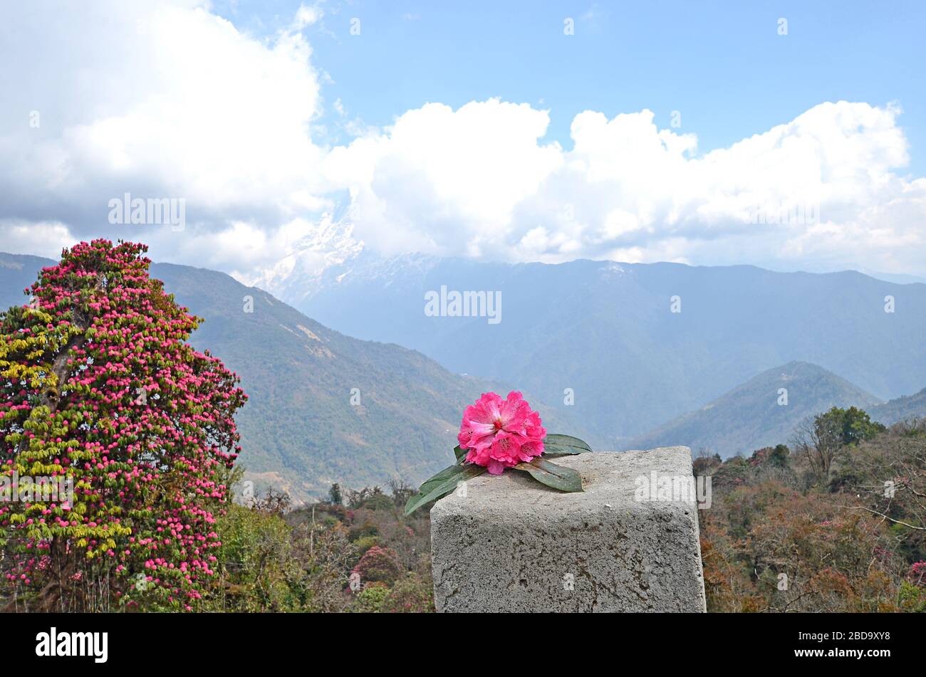 Magnificent blossoms rhododendrons on a background of white peaks in the Himalayas, Nepal Stock Photo