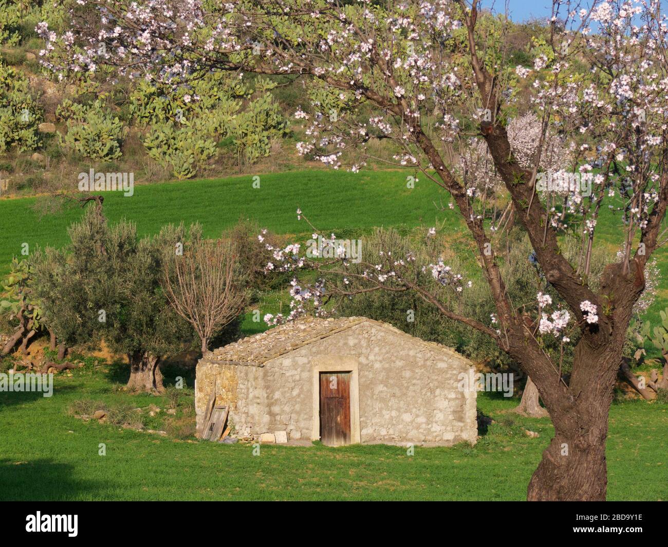 typical rural landscape of Sicily with flowered almond tree and prickly ...