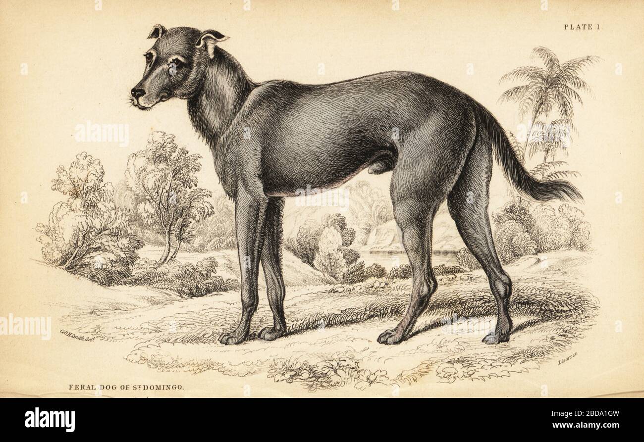 Wild dog found in the Dominican Republic and Haiti, Canis lupus familiaris (Feral dog of St. Domingo, Canis haitensis). Descendant of dogs brought by the Spanish to hunt enslaved Africans. Handcoloured steel engraving by William Lizars from a drawing by Colonel Charles Hamilton Smith from his volume on Dogs from Sir William Jardine's Naturalist's Library: Mammalia, W. H. Lizars, Edinburgh, 1839. Stock Photo