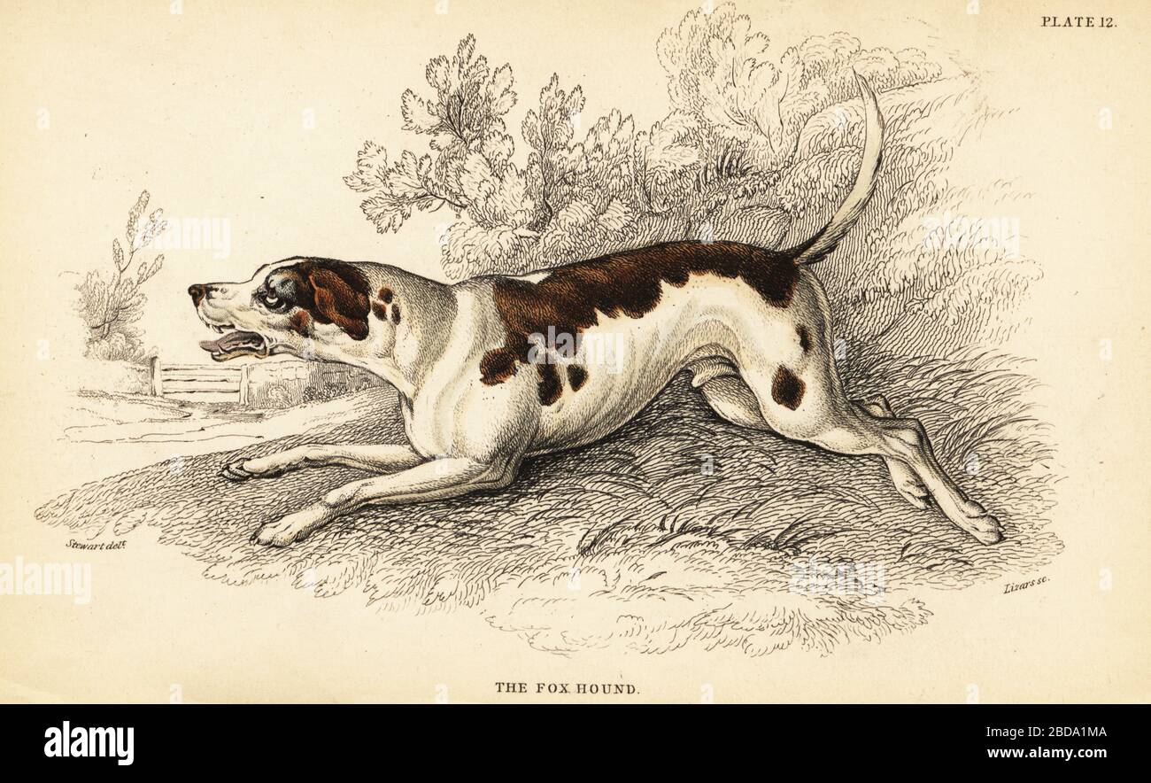 Fox hound, Canis lupus familiaris. Handcoloured steel engraving by William Lizars from a drawing by James Stewart from Colonel Charles Hamilton Smith’s volume on Dogs from Sir William Jardine's Naturalist's Library: Mammalia, W. H. Lizars, Edinburgh, 1840. Stock Photo