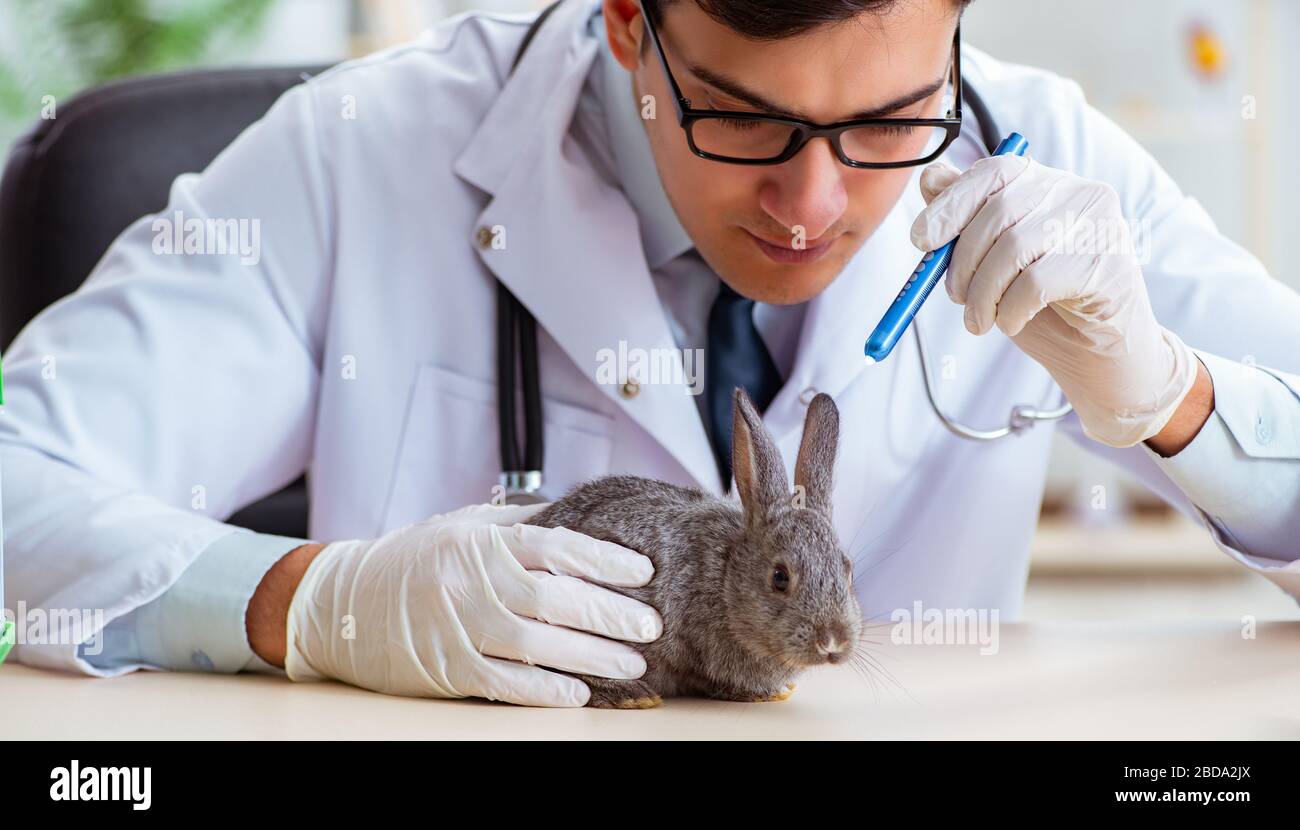 Health Checking Rabbit Picture The vet doctor checking up rabbit in his clinic Stock Photo - Alamy