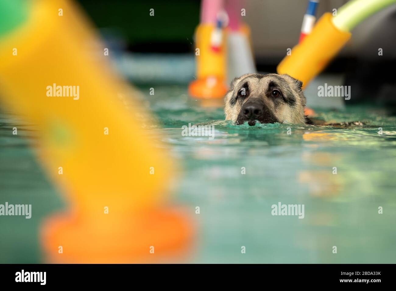 Dog jumps into swimming pool hires stock photography and images Alamy