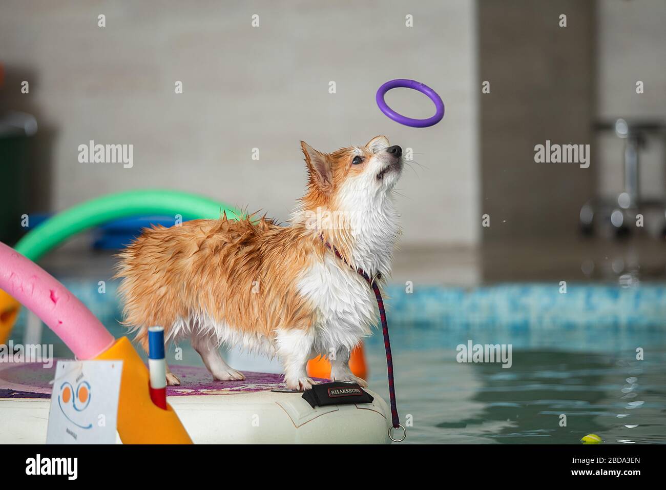 Dog jumps into swimming pool hires stock photography and images Alamy