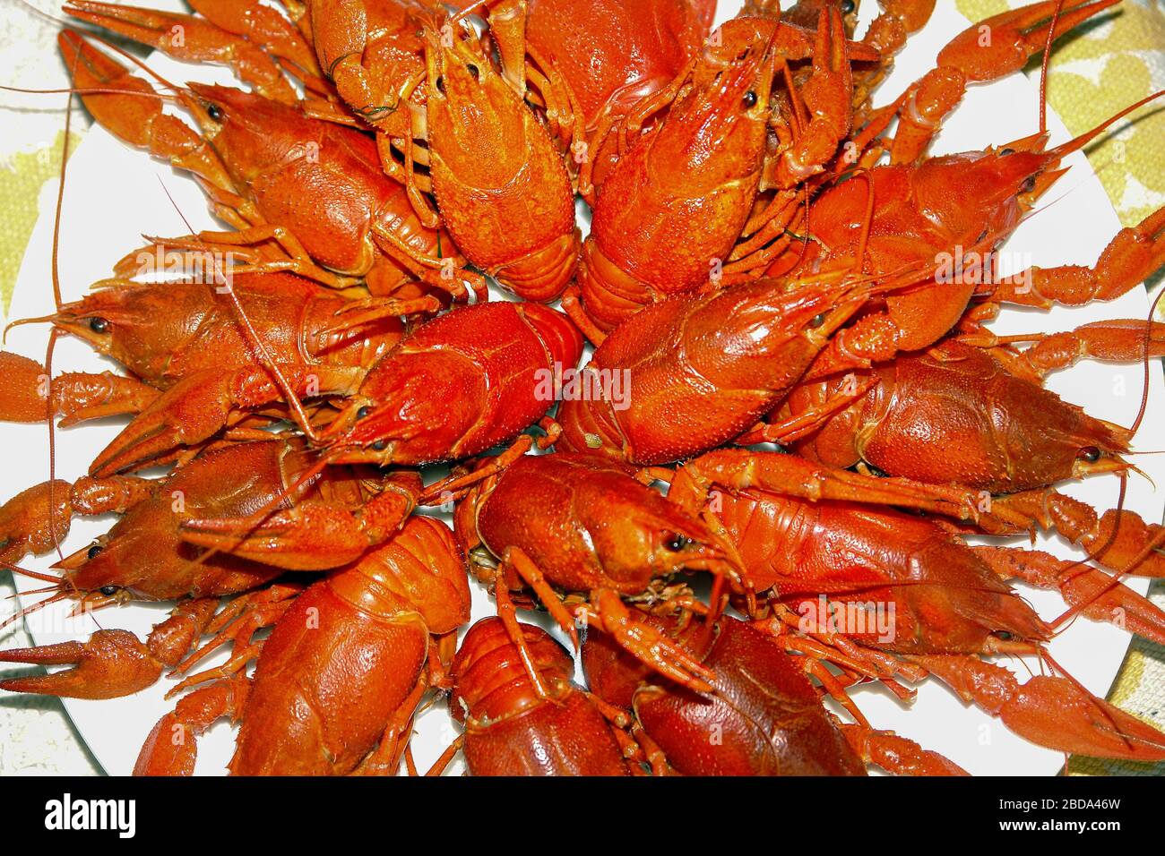 Boiled freshwater red crayfish on a plate Stock Photo