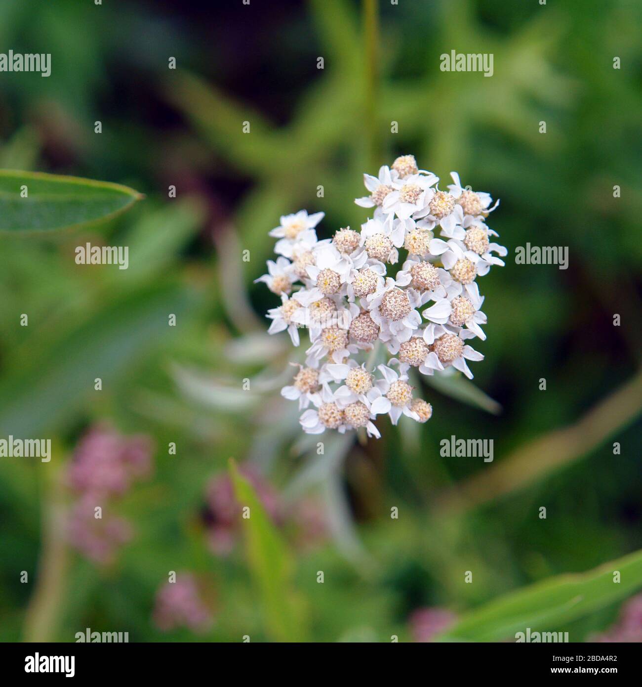 White meadow flower yarrow on natural background. Selective focus Stock Photo