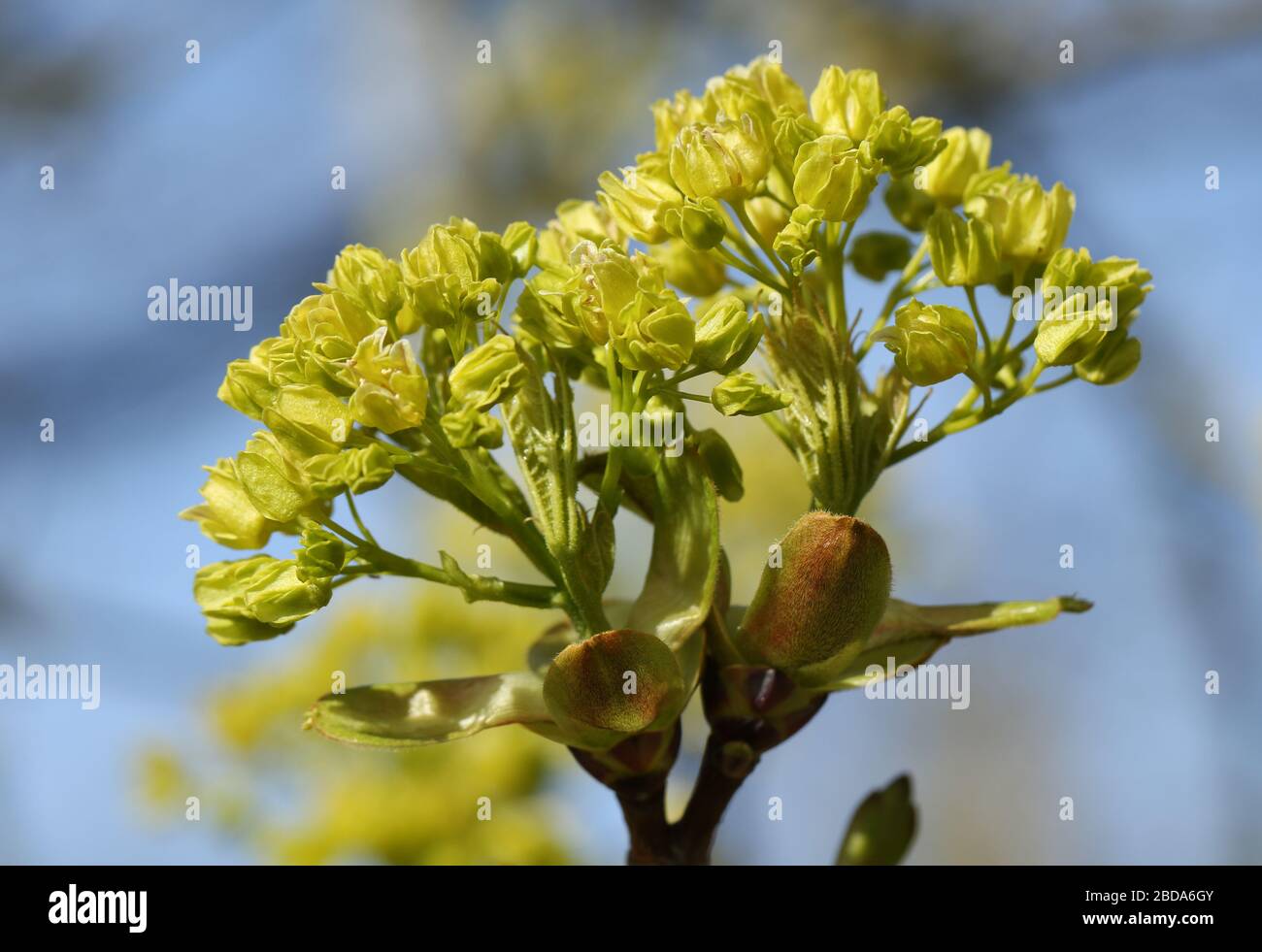 Buds opening into leaves and flowers  of a Field Maple Tree, Acer campestre, in springtime. Stock Photo