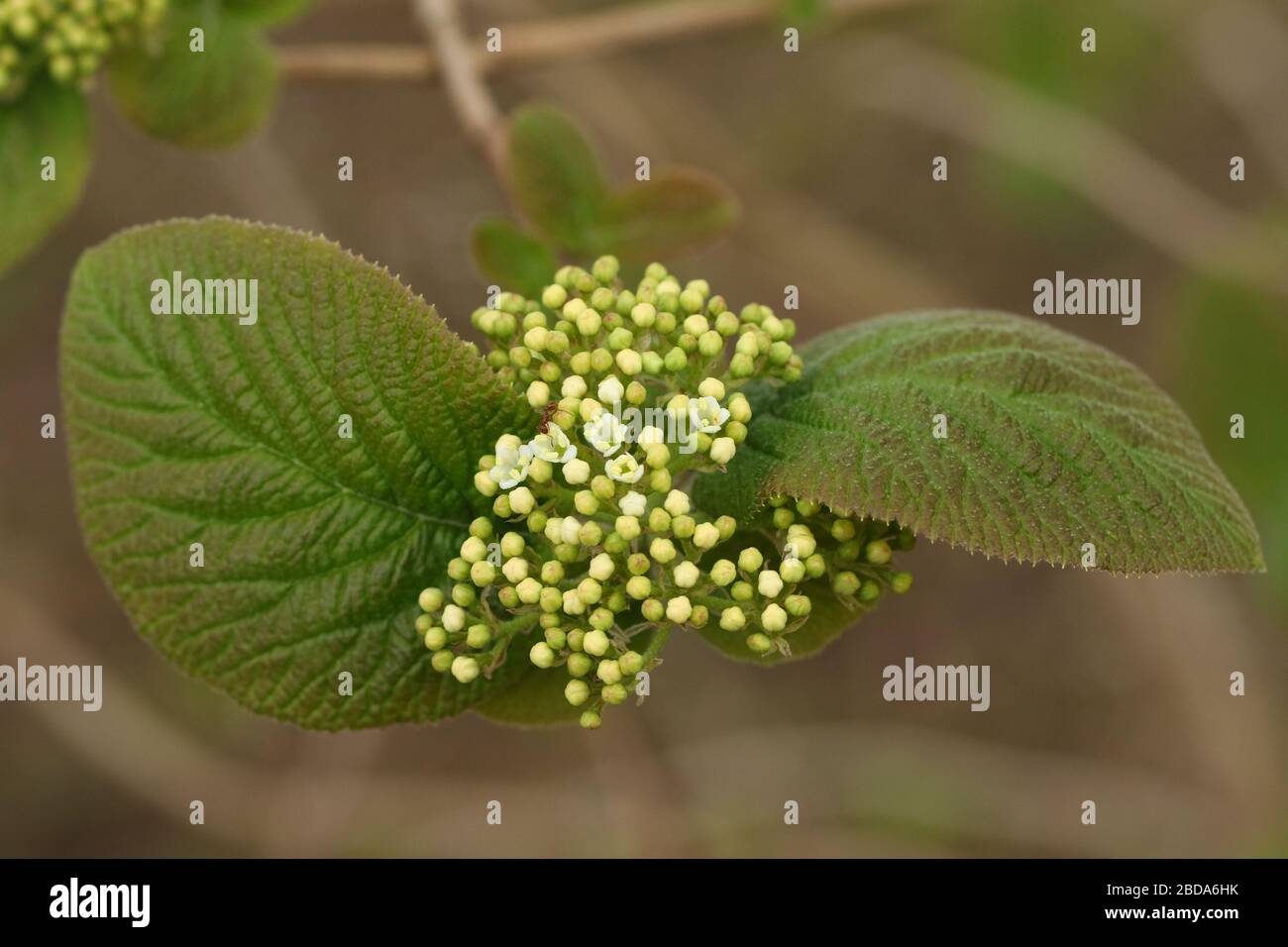The flower of a Blackhaw Viburnum shrub, Prunifolium, growing in the