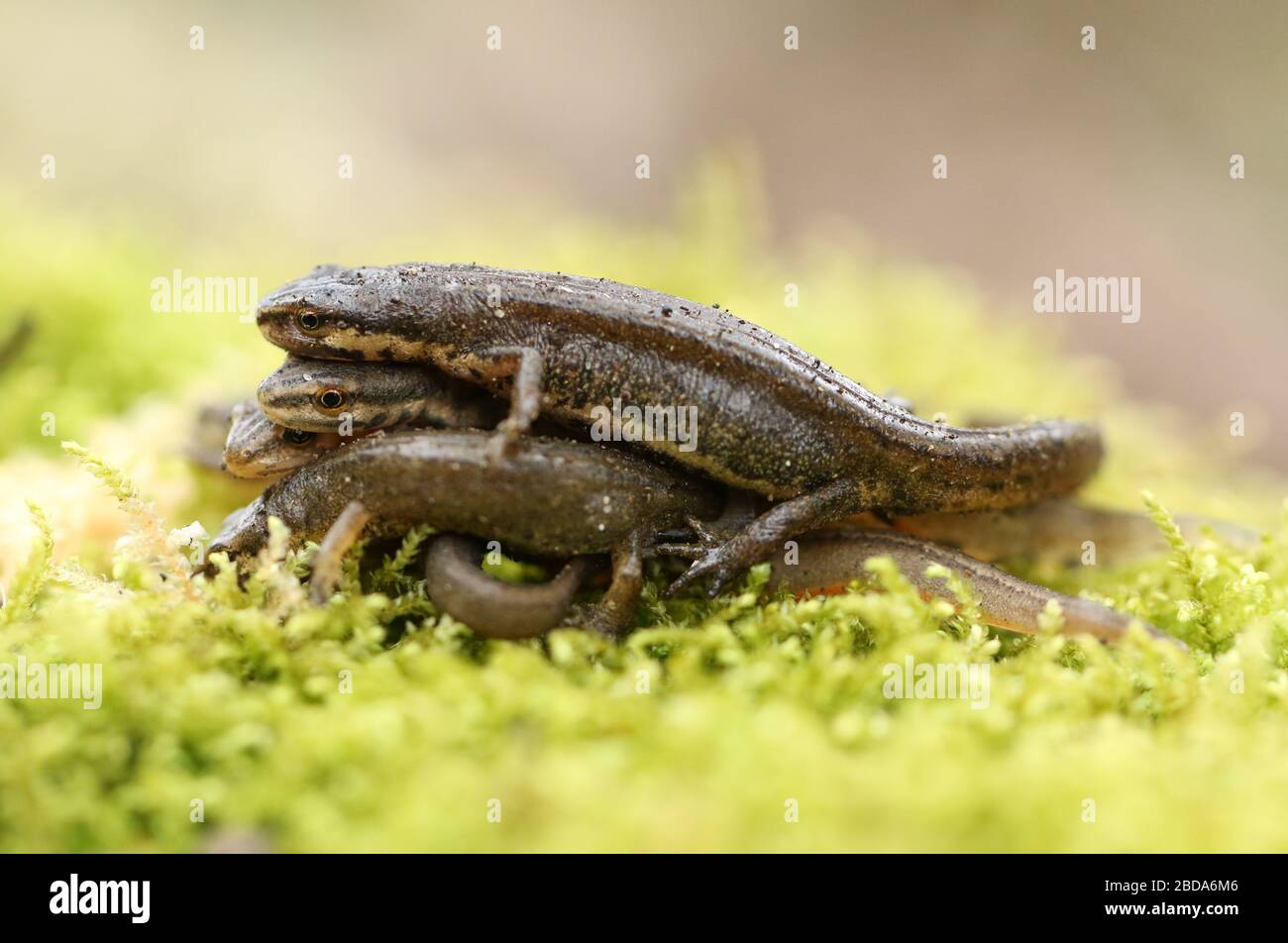 A group of Common Newts, Triturus vulgaris, also known as Smooth Newt