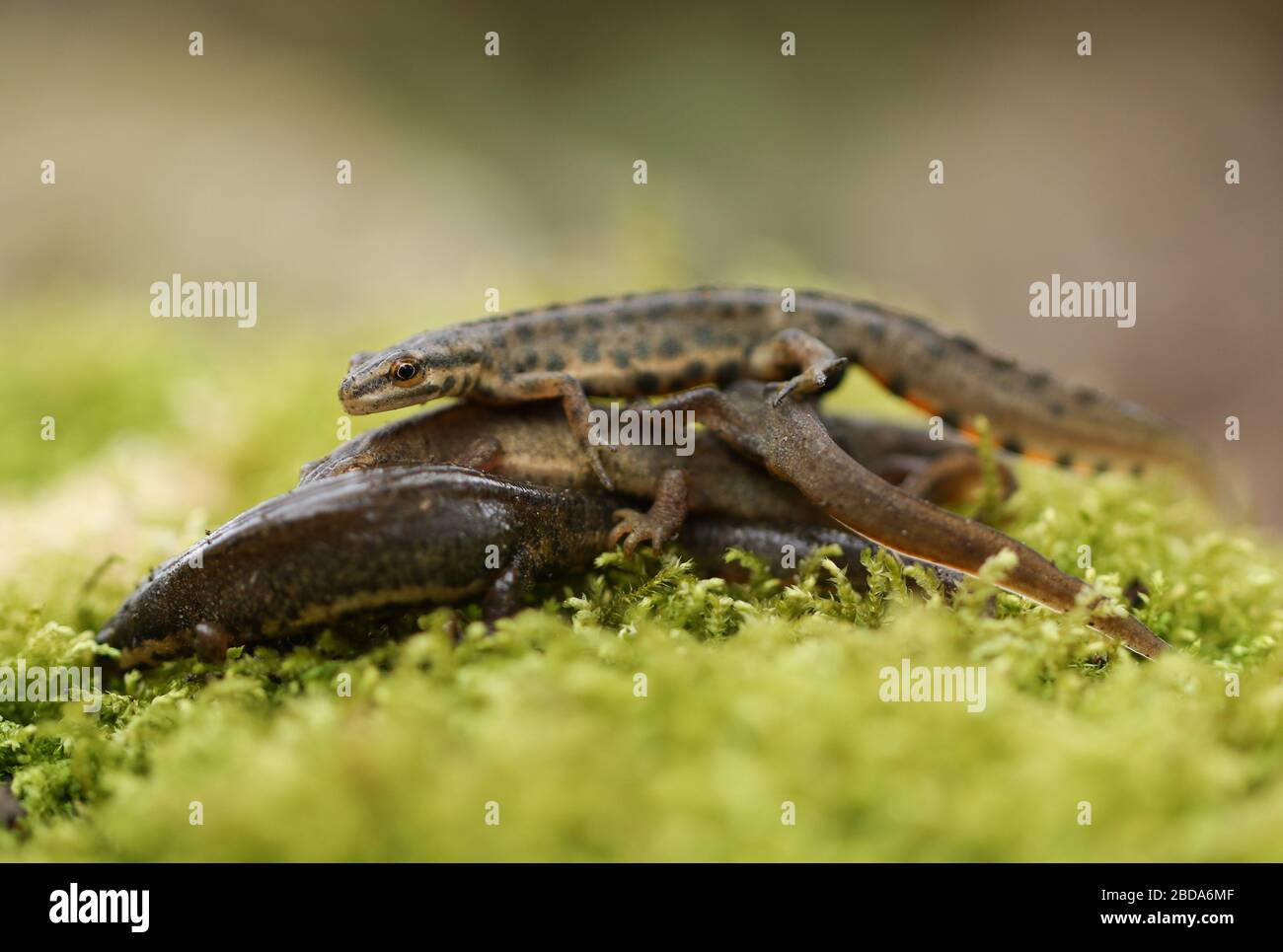 A group of Common Newts, Triturus vulgaris, also known as Smooth Newt