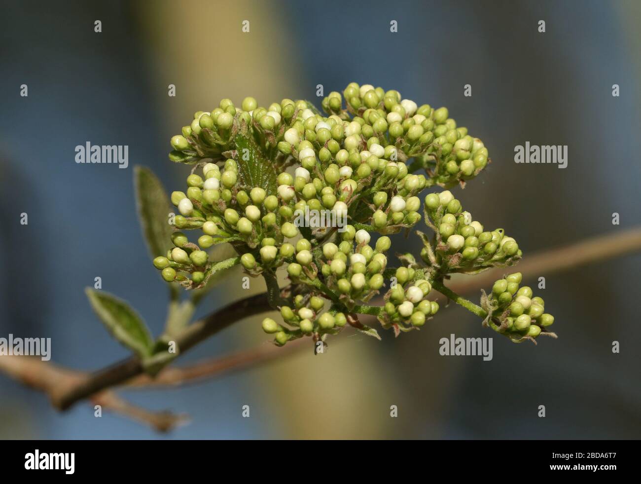 The flower of a Blackhaw Viburnum shrub, Prunifolium, growing in the