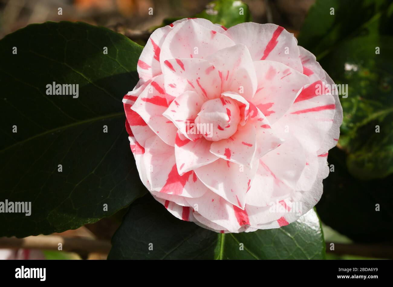 A beautiful flowering Camellia plant growing in a garden in spring. Stock Photo