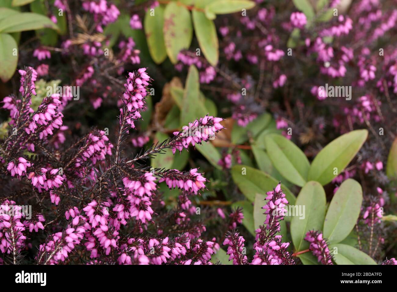 Erica carnea - winter heath, winter flowering heather, spring heath Stock Photo