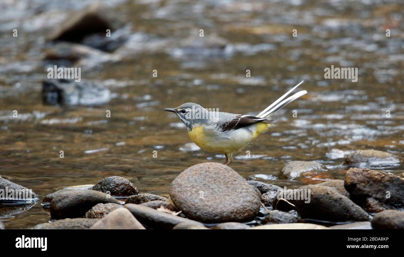 Grey wagtail on the river Stock Photo