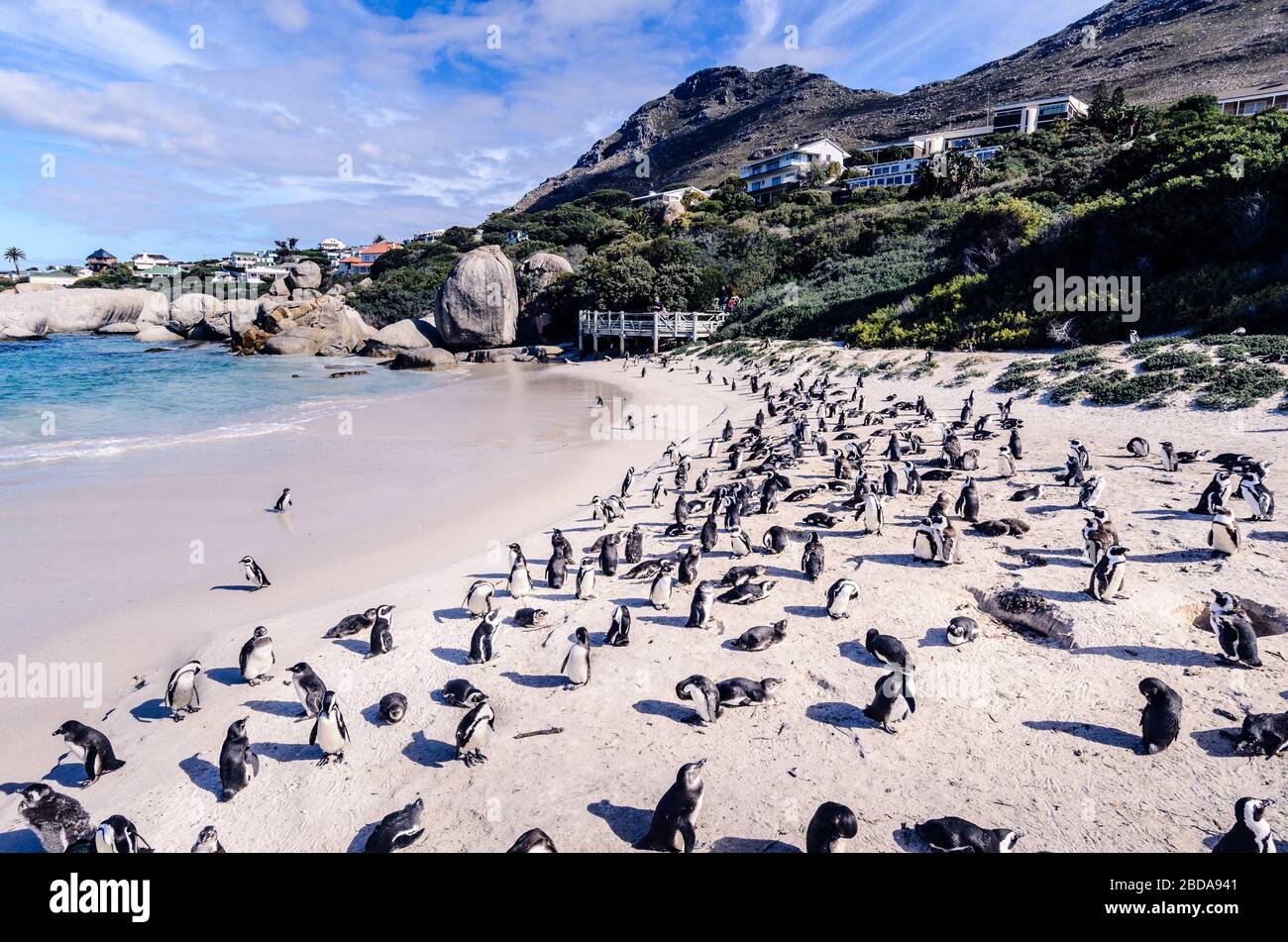 Native penguns hi-res stock photography and images - Alamy