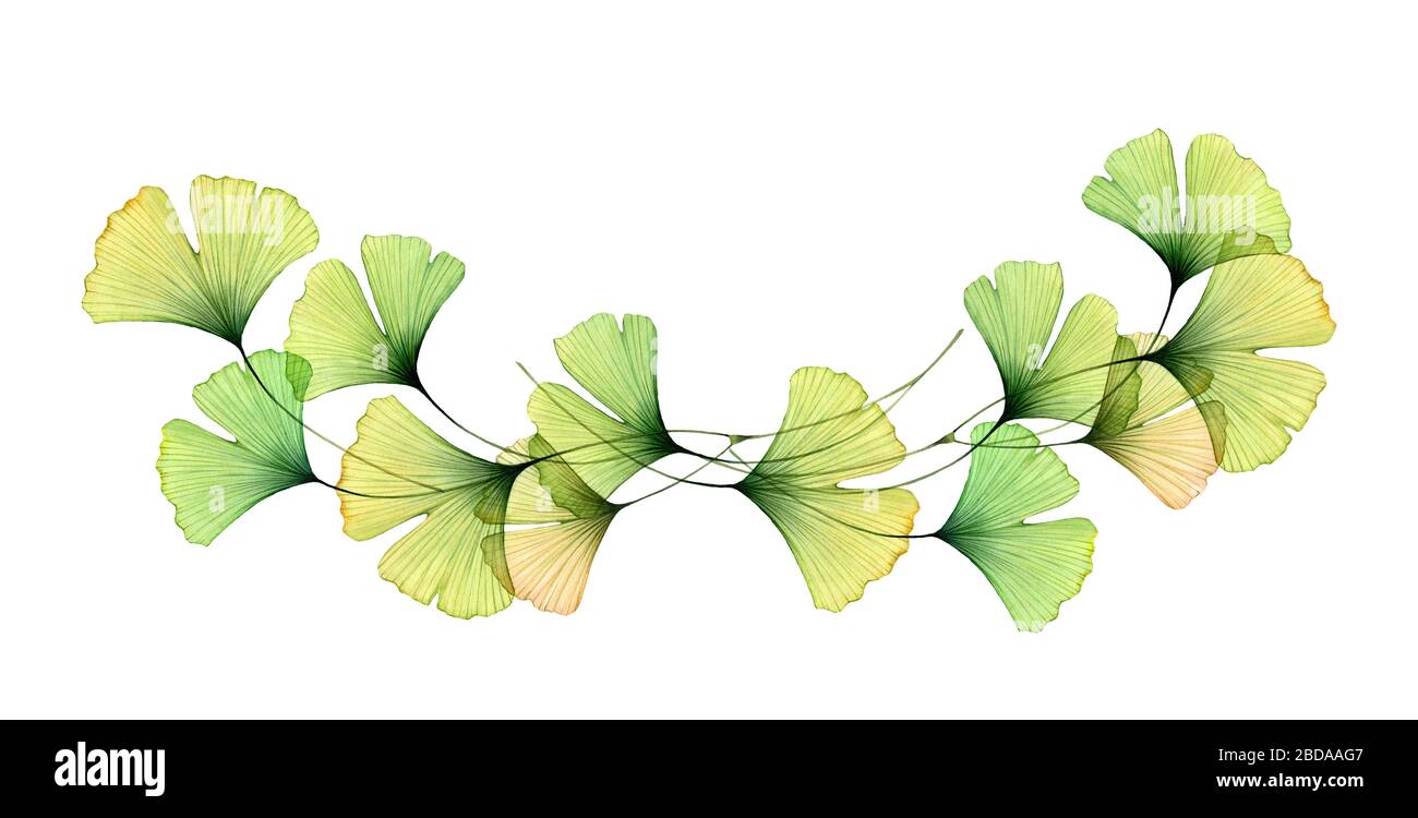 Watercolor Ginkgo leaves border. Horizontal arrangement of branches. Transparent green foliage isolated on white. Realistic botanical illustration for Stock Photo