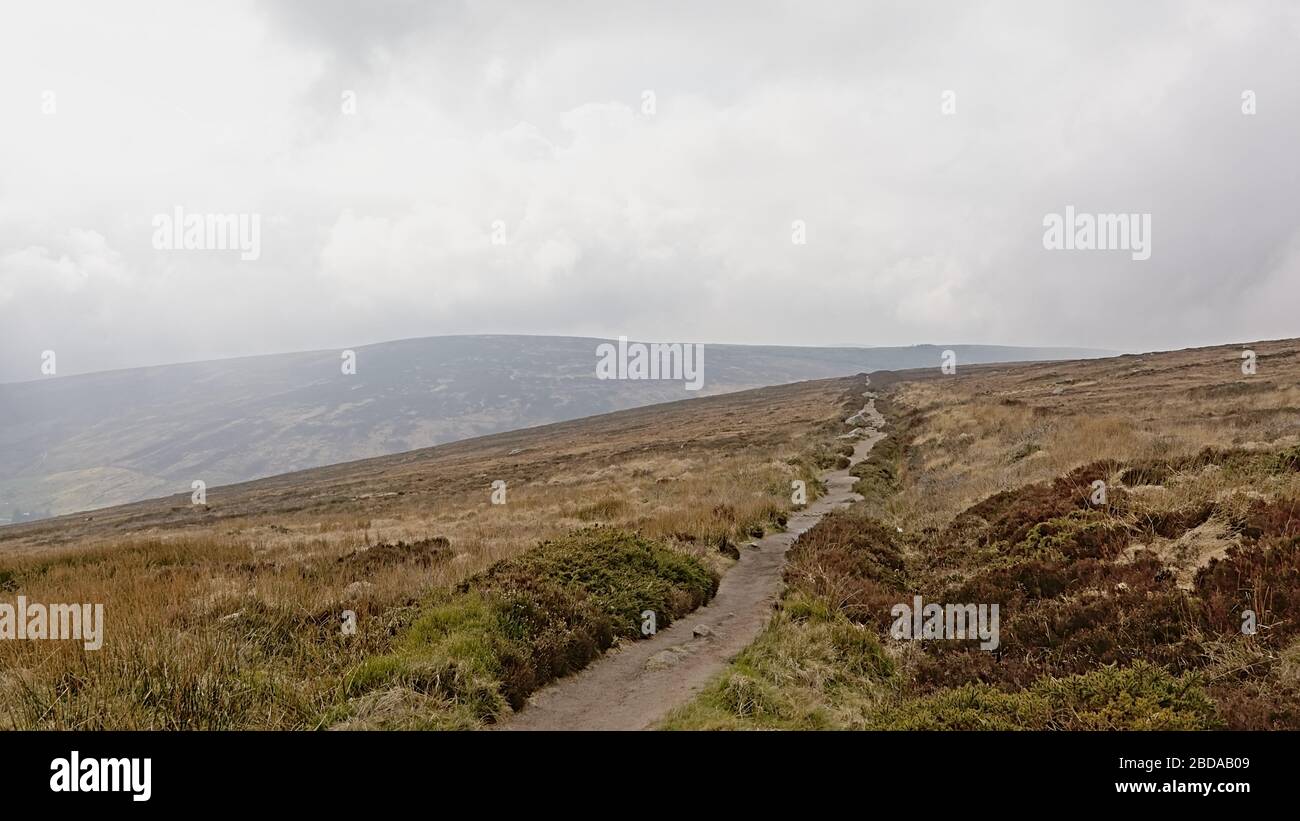 Hiking trail through the heath on foggy Ticknock mountains, Dublin, Ireland Stock Photo