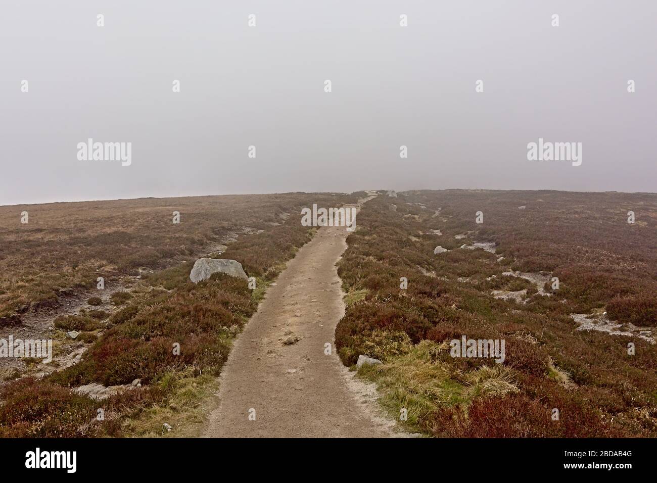 Hiking trail through the heath on foggy Ticknock mountains, Dublin, Ireland Stock Photo