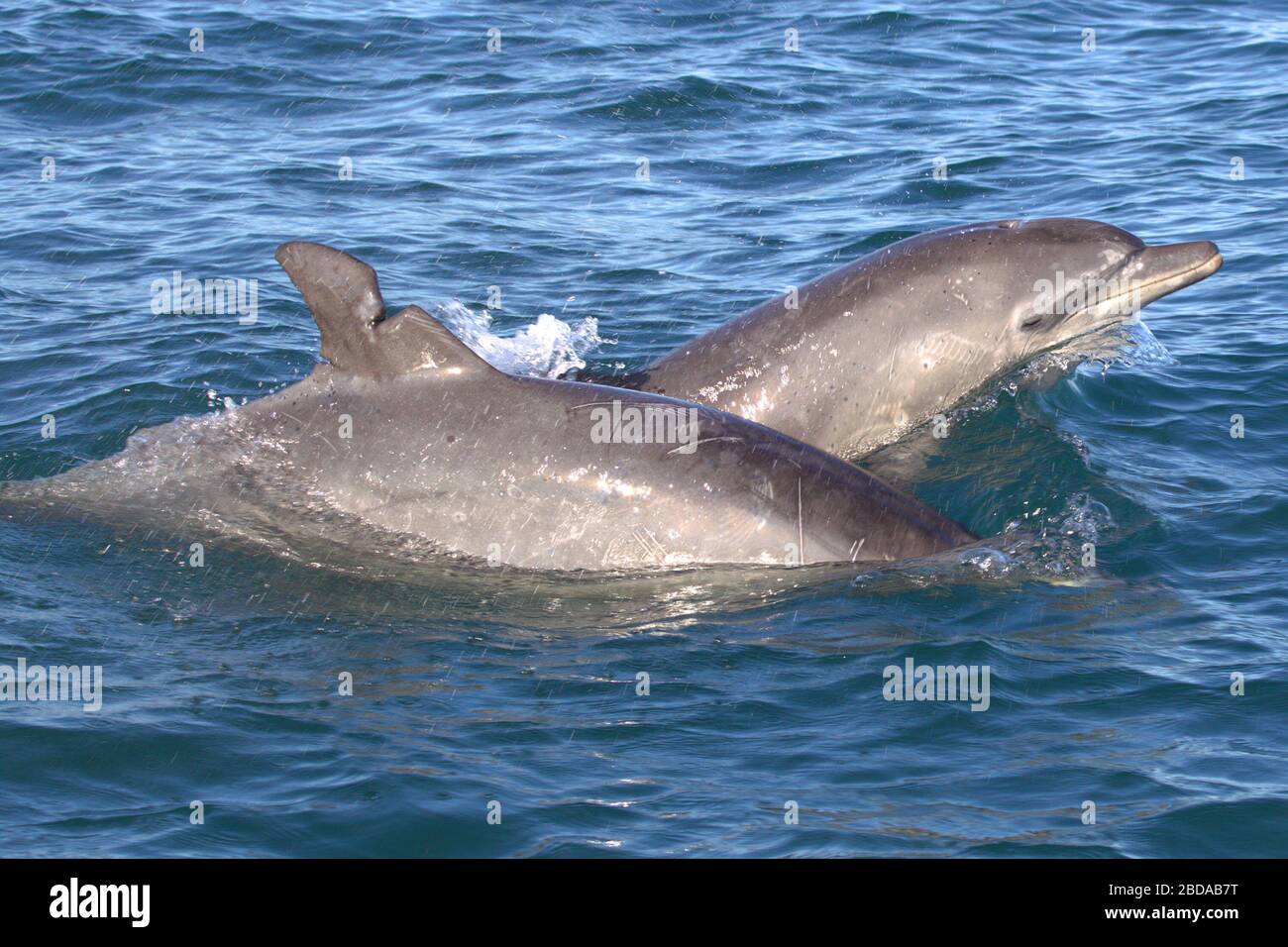 Injured dolphin hi-res stock photography and images - Alamy