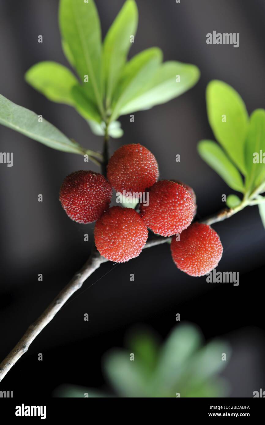 Chinese Bayberry Taiwan Stock Photo - Alamy