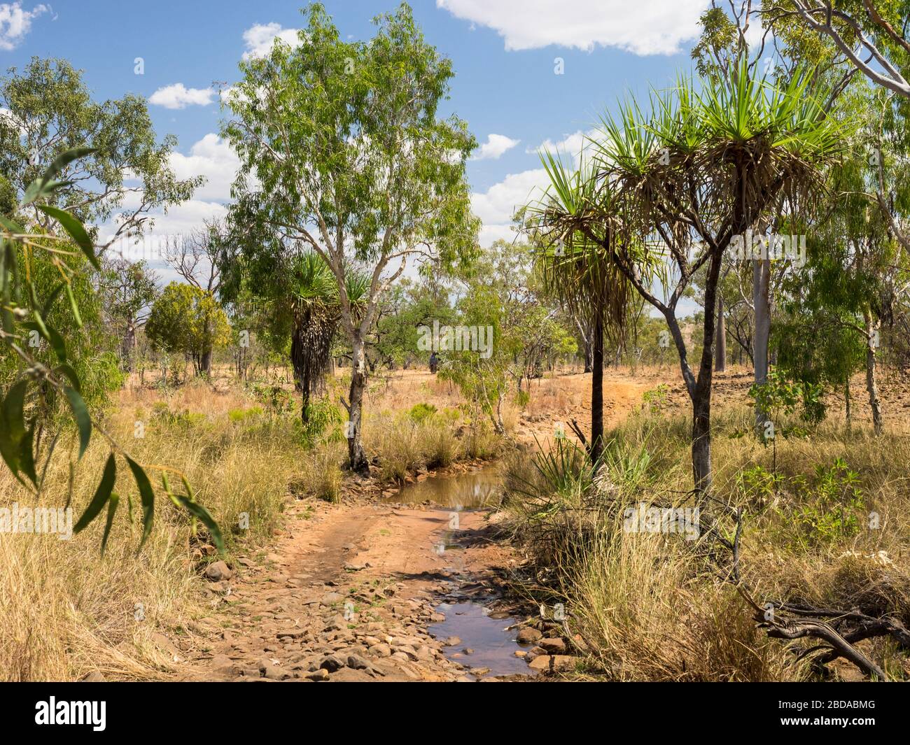 Pandanus spiralis (screw pine) growing beside the unsealed road to Adcock Gorge, the Kimberley, Western Australia Stock Photo