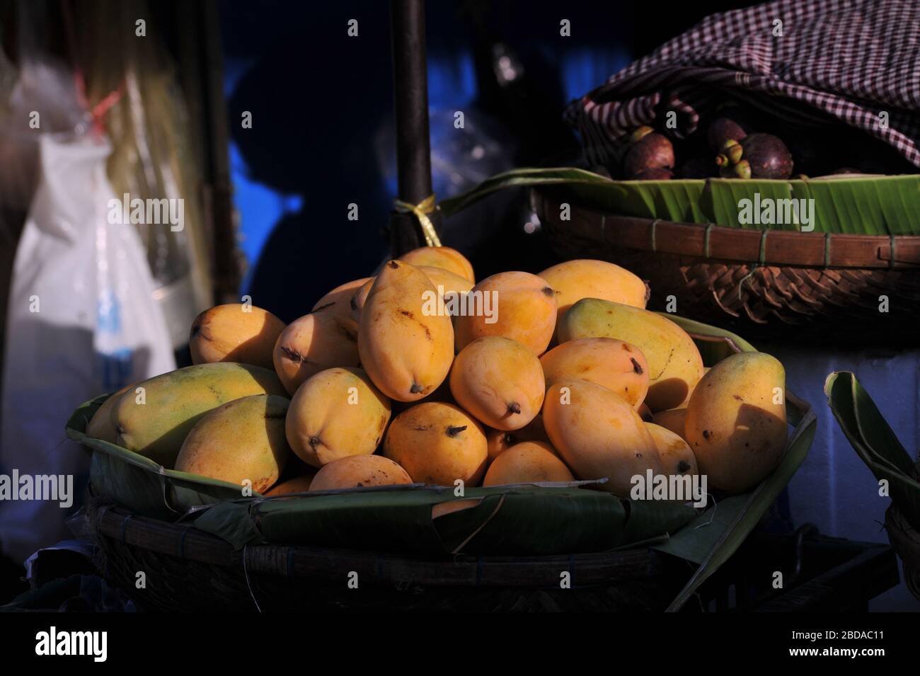 It's mango season, sunlit mangoes & mangosteens, Cambodian tropical