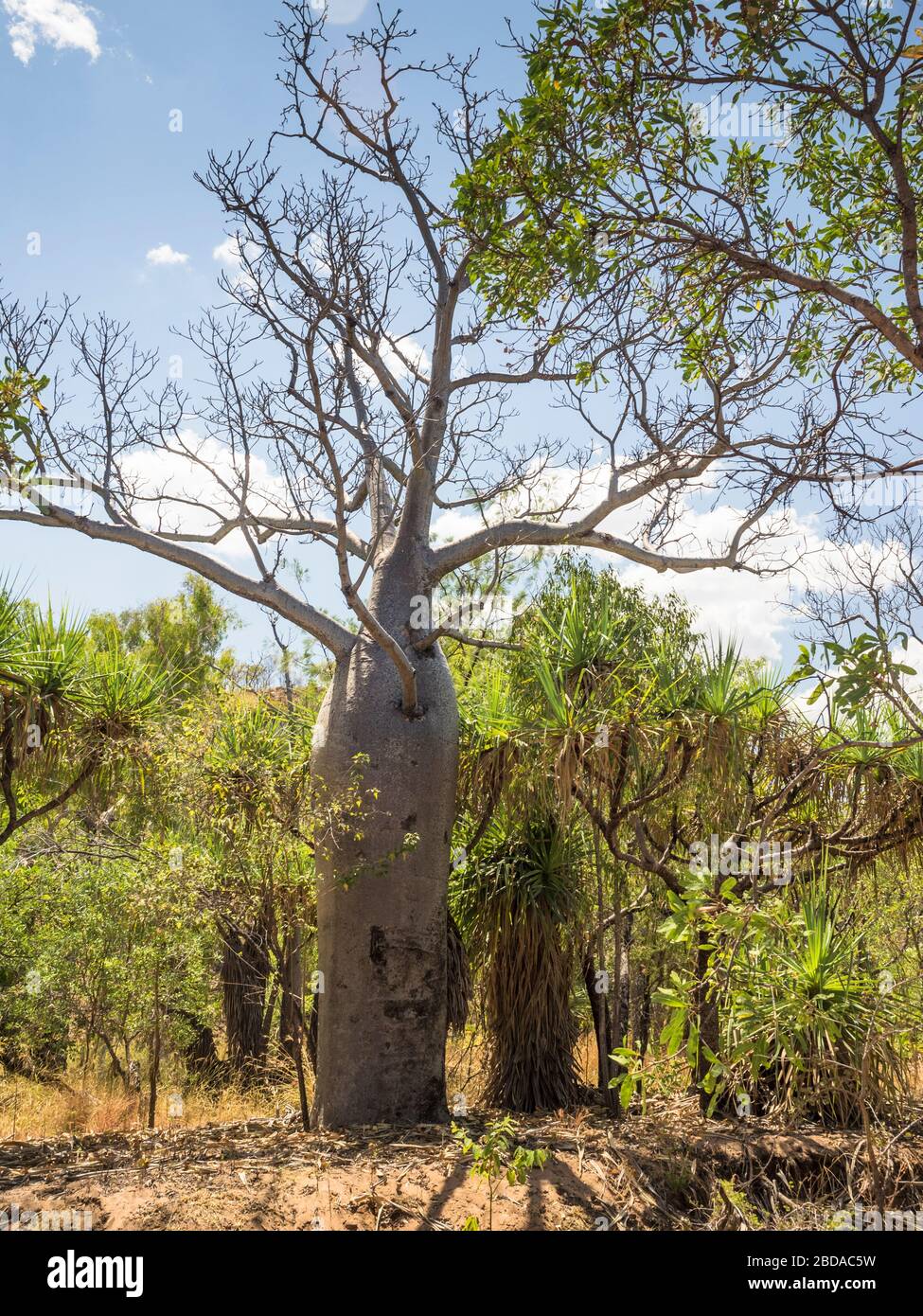 Boab tree (Adansonia gregorii) and pandanus near Adcock Gorge. the ...