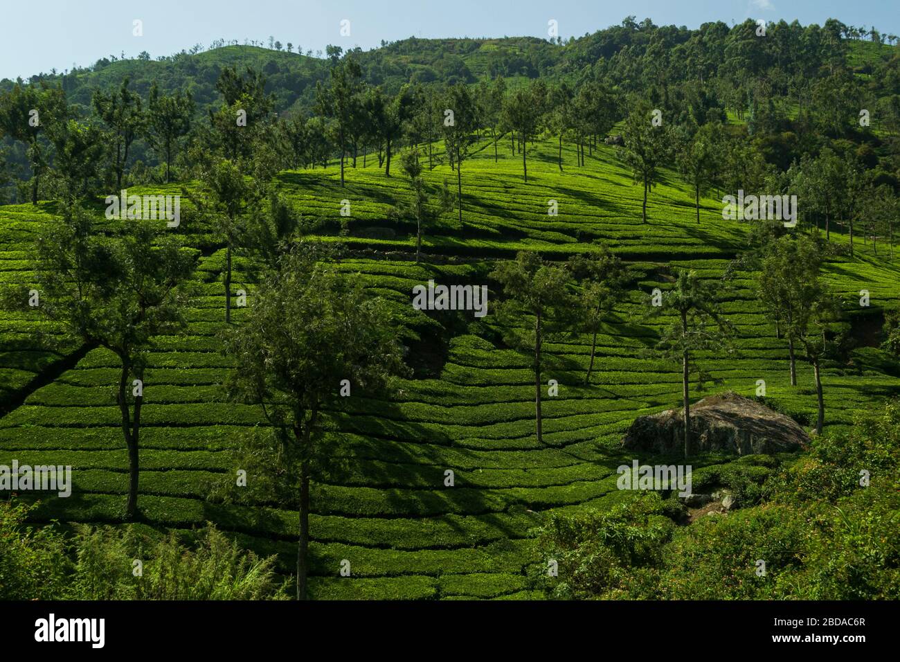 Nilgiri hills tea garden, plantations in Coonoor, Tamil Nadu, India