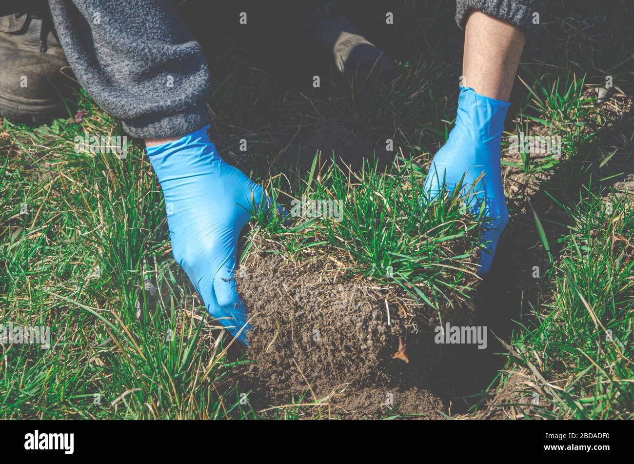 Garden works: A man in blue rubber gloves prepares the ground for ...