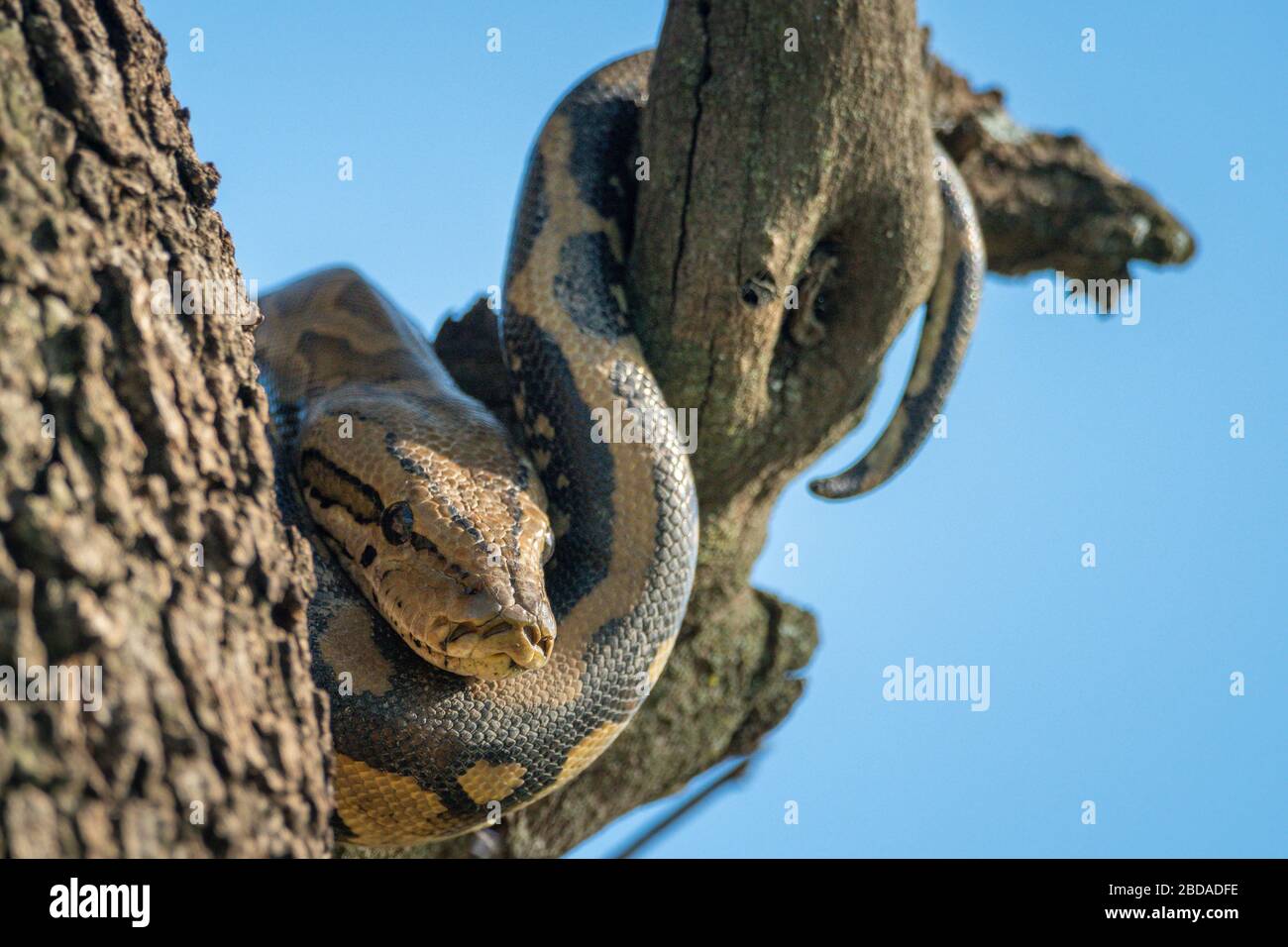 Rock python wrapped around trunk and branch Stock Photo